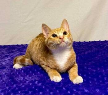 Cone -  Domestic Short Hair Cat for Adoption in Visalia, California - Cone | PetCurious