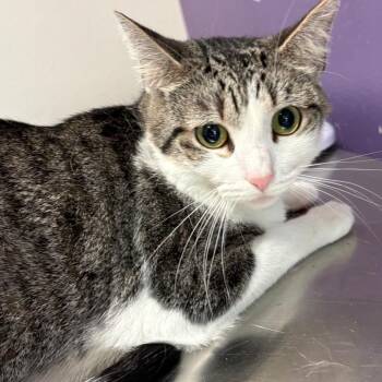 Charlotte -  Domestic Short Hair Cat for Adoption in Englewood, Florida - Charlotte | PetCurious