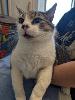 Domestic Short Hair Cats Available for Adoption - Franks | PetCurious
