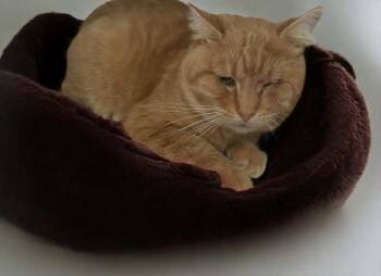 Rescue Domestic Short Hair Cats for Adoption in Littlestown, Pennsylvania - Red | PetCurious