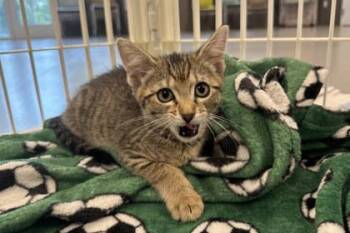 Amir -  Domestic Short Hair Cat for Adoption in Kansas City, Missouri - Amir | PetCurious