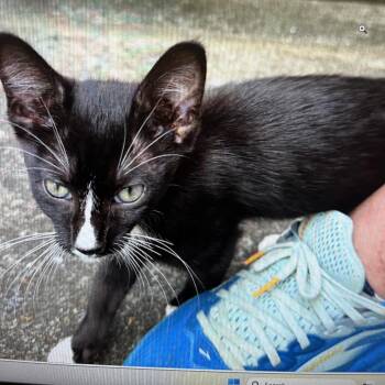Wallet -  Domestic Short Hair Cat for Adoption in Greensboro, North Carolina - Wallet | PetCurious