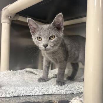 Crispin -  Domestic Short Hair Cat for Adoption in Saint Charles, Missouri - Crispin | PetCurious