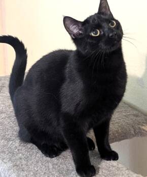 Domestic Short Hair Cats Available for Adoption in Othello, Washington - Beignet (Bonded With Choquette) | PetCurious