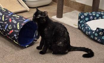 Coco -  Domestic Short Hair Cat for Adoption in South Bend, Indiana - Coco | PetCurious