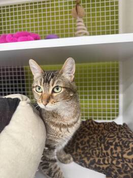 Rescue Abyssinian and Tabby Cats for Adoption in Brentwood, California - Angelina | PetCurious