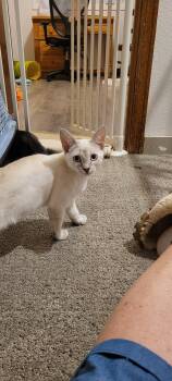 Raisen -  Siamese and Domestic Short Hair Cat for Adoption in Evergreen, Colorado - Raisen | PetCurious