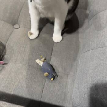 Rescue Domestic Short Hair Cats for Adoption in Beverly Hills, California - Lily | PetCurious