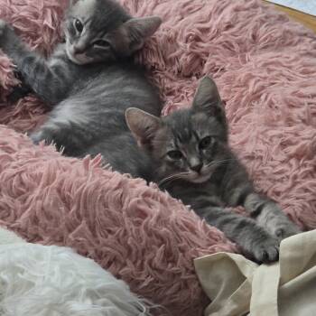 Sterling and Blu -  Siamese and American Shorthair Cat for Adoption in Los Angeles, California - Sterling And Blu | PetCurious