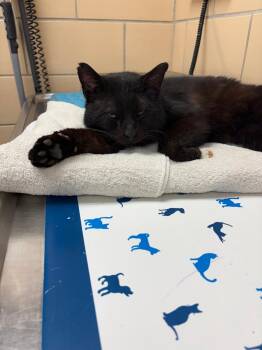 Domestic Short Hair Cats Available for Adoption - Slash | PetCurious