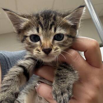 Sweet Potato - 062401U -  Domestic Short Hair Cat for Adoption in Tupelo, Mississippi - Sweet Potato - 062401U | PetCurious
