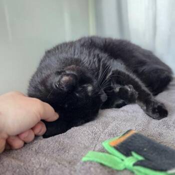 Domestic Short Hair Cats Available for Adoption in Westland, Michigan - Charlie | PetCurious