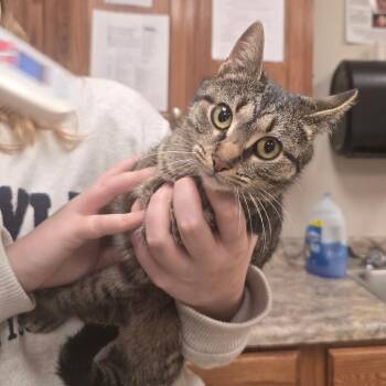 Domestic Short Hair Cats Available for Adoption - Mabel - 022502U | PetCurious