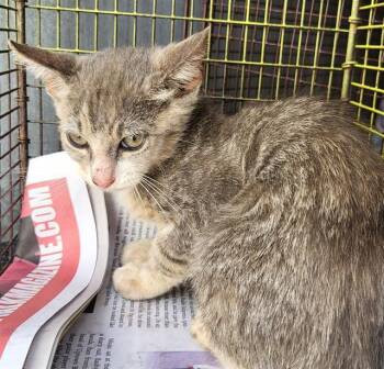 AUTUMN -  Domestic Short Hair Cat for Adoption in San Antonio, Texas - AUTUMN | PetCurious