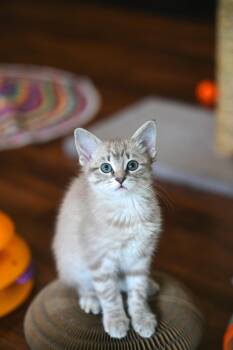Lilac -  Siamese and Russian Blue Cat for Adoption in Falmouth, Maine - Lilac | PetCurious
