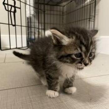 Bear Hyatt -  Domestic Medium Hair Cat for Adoption in Eagle Mountain, Utah - Bear Hyatt | PetCurious