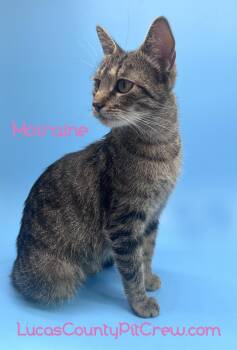 Moiraine -  Tabby and Domestic Short Hair Cat for Adoption in Toledo, Ohio - Moiraine | PetCurious