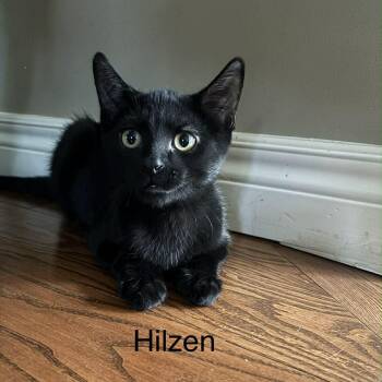 HILZEN -  Domestic Short Hair Cat for Adoption in Delhi, Ontario - HILZEN | PetCurious