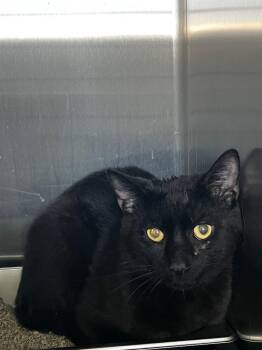 Domestic Short Hair Cats Available for Adoption in Hartsville, South Carolina - Thrasher | PetCurious