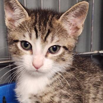Domestic Short Hair Cats Available for Adoption in Corsicana, Texas - Pumba K45758 | PetCurious