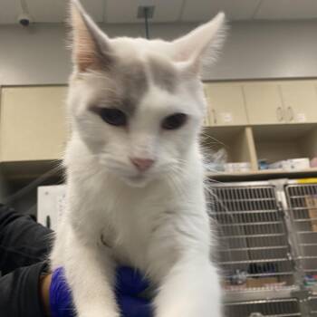 WAGS-Stray-23486 -  Domestic Short Hair Cat for Adoption in Westminster, California - WAGS-Stray-23486 | PetCurious