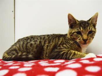 Rescue Domestic Short Hair Cats for Adoption in Sacramento, California - TREVOR | PetCurious