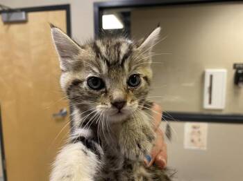 Domestic Medium Hair Cats Available for Adoption in Modesto, California - A611021 | PetCurious