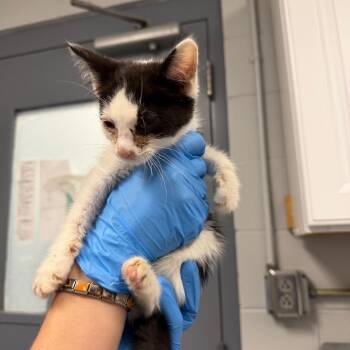 Domestic Short Hair Cats Available for Adoption in Greenville, South Carolina - Cuddle Bug | PetCurious