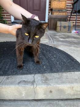 Domestic Medium Hair Cats Available for Adoption in Stockton, California - MIDNIGHT | PetCurious
