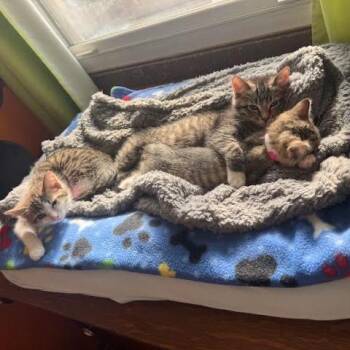 Domestic Short Hair Cats Available for Adoption - Gloria C11008 | PetCurious