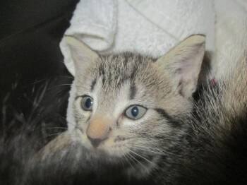 INGRID -  Domestic Short Hair Cat for Adoption in Ocala, Florida - INGRID | PetCurious