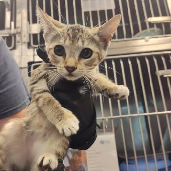 Otep -  Domestic Short Hair Cat for Adoption in Lake Panasoffkee, Florida - Otep | PetCurious