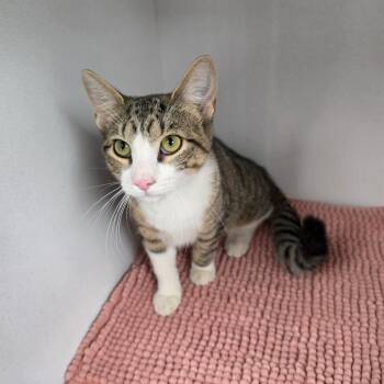 Mike -  Domestic Short Hair Cat for Adoption in Duncan, Oklahoma - Mike | PetCurious