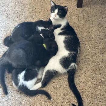 Captain Marvel -  Domestic Short Hair Cat for Adoption in Chaska, Minnesota - Captain Marvel | PetCurious