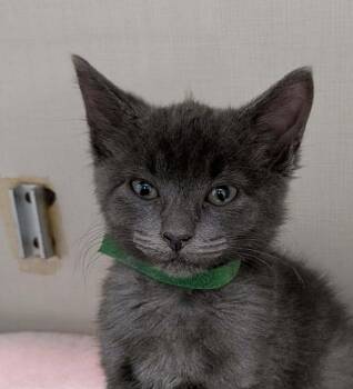 McDreamy -  Domestic Short Hair Cat for Adoption in Wetaskiwin, Alberta - McDreamy | PetCurious