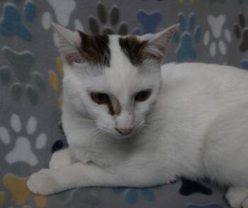 Domestic Short Hair Cats Available for Adoption in Thief River Falls, Minnesota - Stella | PetCurious