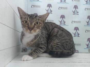 MOM -  Domestic Short Hair Cat for Adoption in Orlando, Florida - MOM | PetCurious