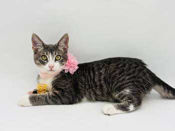 Tandy -  Domestic Short Hair Cat for Adoption in Lucedale, Mississippi - Tandy | PetCurious
