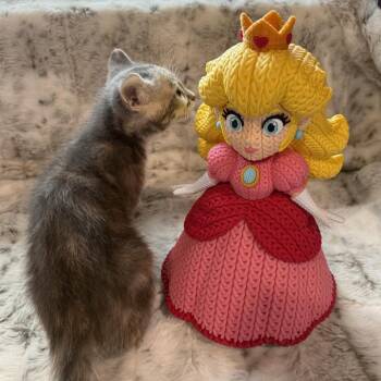 Princess Peach -  Domestic Short Hair Cat Available for Adoption in Bloomington, Illinois - Princess Peach | PetCurious