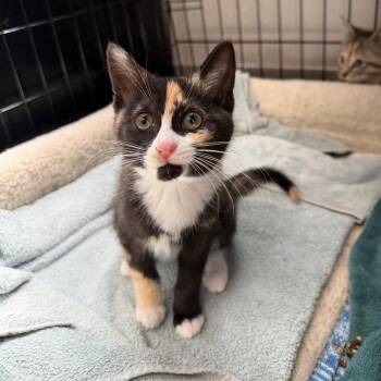 Moomba -  Domestic Short Hair Cat for Adoption in Detroit Lakes, Minnesota - Moomba | PetCurious
