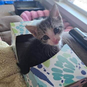 Jack -  Domestic Short Hair Cat for Adoption in Midland, Texas - Jack | PetCurious