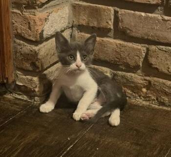Misty -  American Shorthair Cat for Adoption in Paulina, Louisiana - Misty | PetCurious
