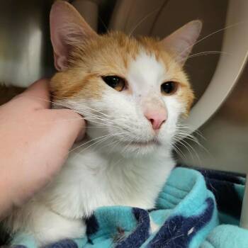 Orange Julius Caesar Salad -  Domestic Short Hair Cat for Adoption in Columbia, Missouri - Orange Julius Caesar Salad | PetCurious