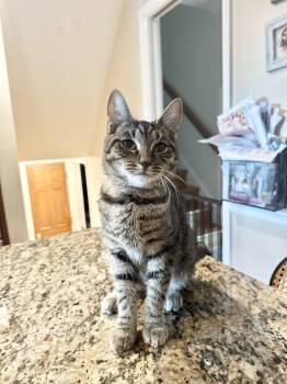 Rescue Domestic Short Hair Cats for Adoption in Richmond, Virginia - Bee