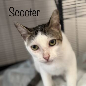 Rescue Domestic Short Hair Cats for Adoption in Titusville, Florida - Scooter | PetCurious