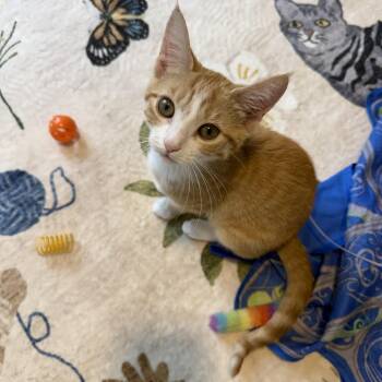 Sunset Orange -  Domestic Short Hair Cat for Adoption in Richmond, Virginia - Sunset Orange | PetCurious
