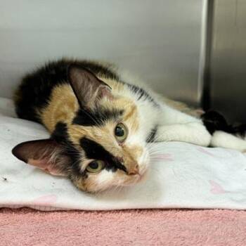 Butternut -  Domestic Short Hair Cat for Adoption in Richmond, Virginia - Butternut | PetCurious
