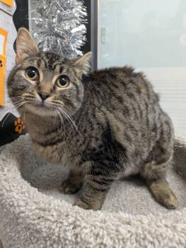 Tabby and Domestic Short Hair Cats Available for Adoption - Lumiere | PetCurious