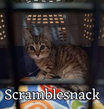 Domestic Short Hair Cats Available for Adoption in Hillsboro, Ohio - Scramblesnack | PetCurious