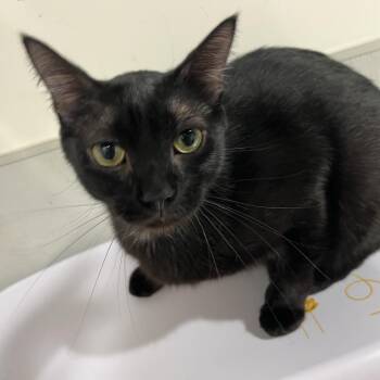 Domestic Short Hair Cats Available for Adoption - Moonshadow | PetCurious